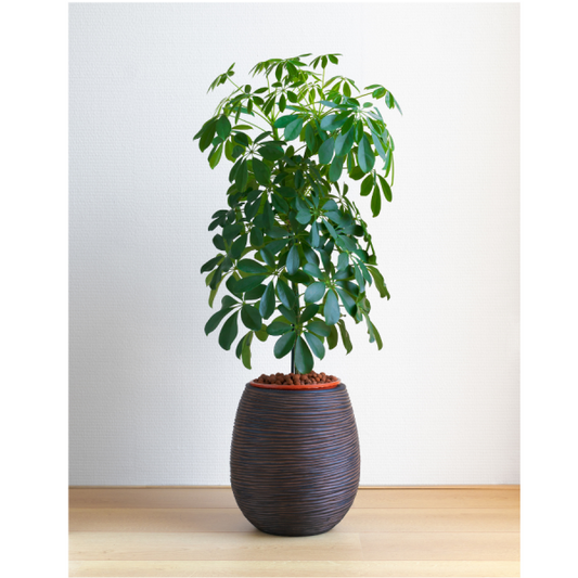 Umbrella Plant / Schefflera green 1 to 2 ft height in 5inch nursery pot
