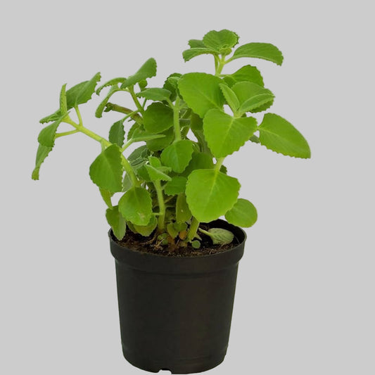 Ajwain Plant in 4 inch pot