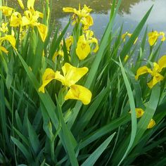 walking iris yellow in 4inch pot