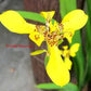 walking iris yellow in 4inch pot