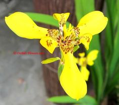 walking iris yellow in 4inch pot