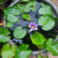 water lily blue flower in 16inch black water pot (with or without flowers)