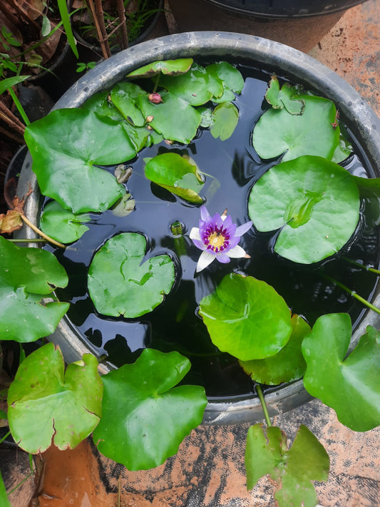 water lily blue flower in 16inch black water pot (with or without flowers)