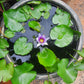 water lily blue flower in 16inch black water pot (with or without flowers)