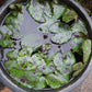water lily Yellow flower and green-brown leaves in 16inch black water pot (with or without flowers) (Copy)