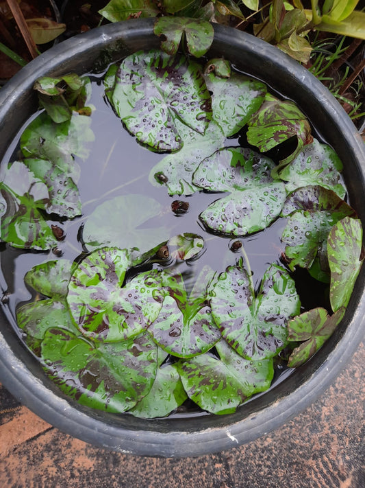 water lily Yellow flower and green-brown leaves in 16inch black water pot (with or without flowers) (Copy)