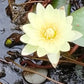 water lily Yellow flower and green-brown leaves in 16inch black water pot (with or without flowers) (Copy)