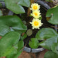 water lily Yellow flower and green-brown leaves in 16inch black water pot (with or without flowers)