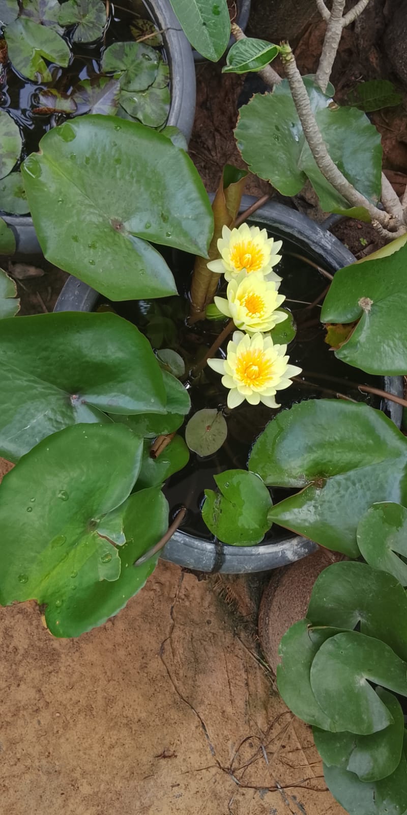 water lily Yellow flower and green-brown leaves in 16inch black water pot (with or without flowers)