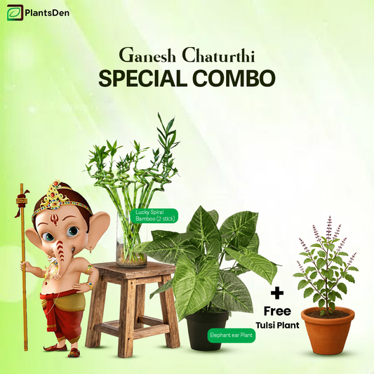 Ganesha Chaturthi special combo - Elephant Ear plant and 2 long spiral bamboo stick