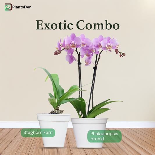 Exotic Combo- Phalaenopsis orchid & Staghorn Fern