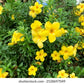 Tecoma Yellow Bell Flower Creeper in 4.5inch nursery pot