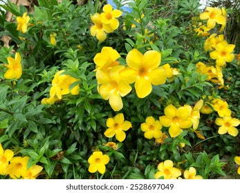 Tecoma Yellow Bell Flower Creeper in 4.5inch nursery pot