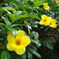 Tecoma Yellow Bell Flower Creeper in 4.5inch nursery pot