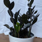 ZZ Black plant in 4inch pot