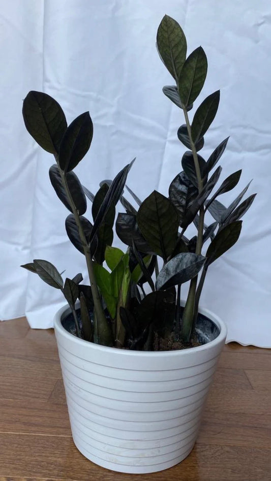 ZZ Black plant in 4inch pot