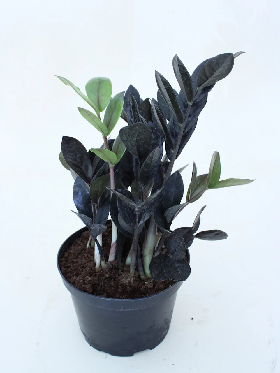 ZZ Black plant in 4inch pot