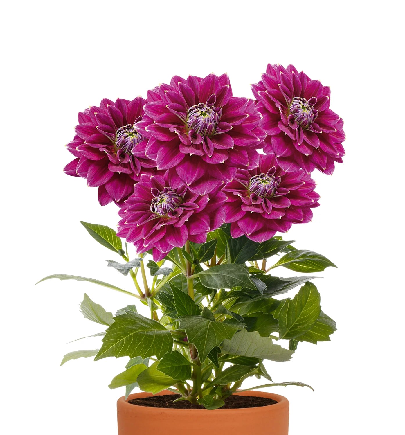 Dahlia flower plant red in 6inch pot