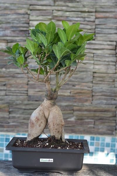 Buy best quality ficus bonsai online from Plantsden