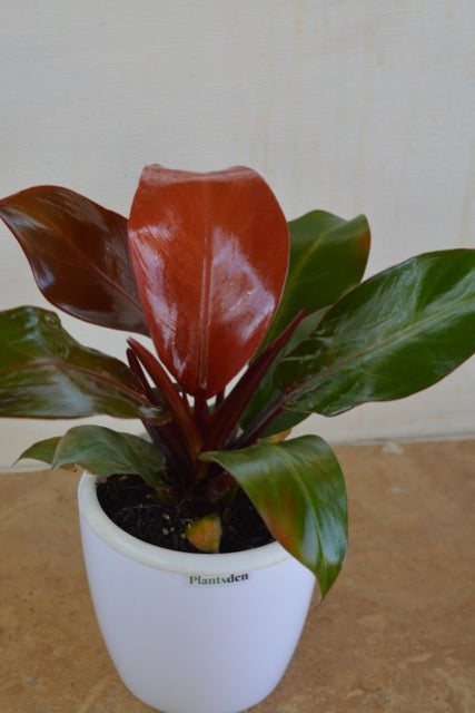 Philodendron Rojo Congo
