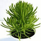Succulent Bush Senecio
