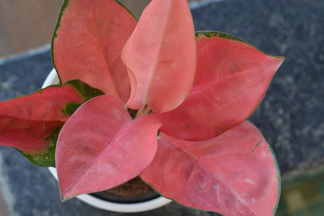 Aglonema pink plant