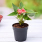 Anthurium Red plant in 5inch pot