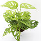 Broken Heart plant (Monstera adansonii) in 4inch nursery pot