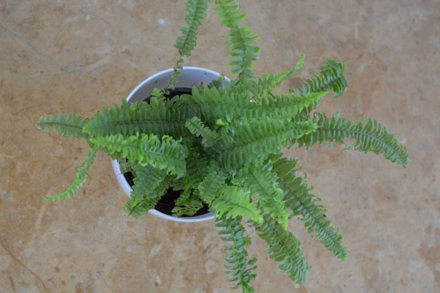 Fern Morpankhi Plant