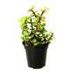 Lucky jade Plant in 4inch pot