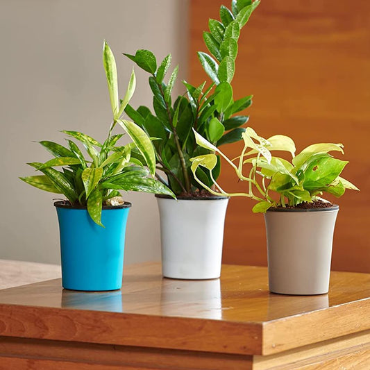 Oslo self watering planter (Assorted colour) - Set of 3