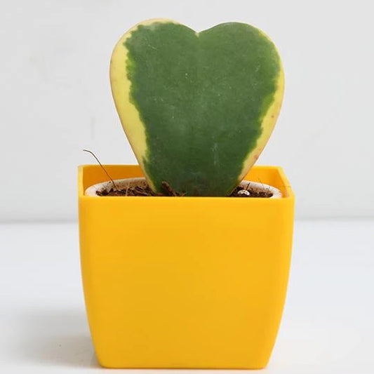 Hoya Heart Plant (variegated)