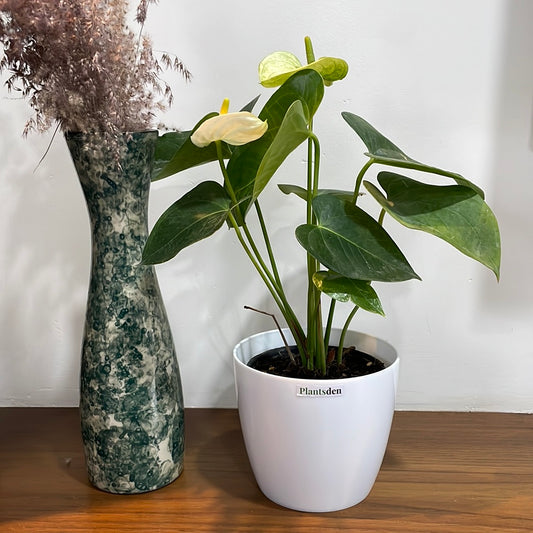 Anthurium White plant in 4 inch pot