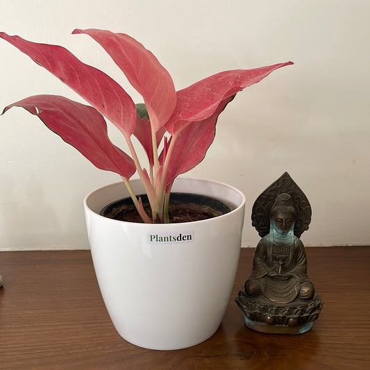Aglaonema Pink Plant