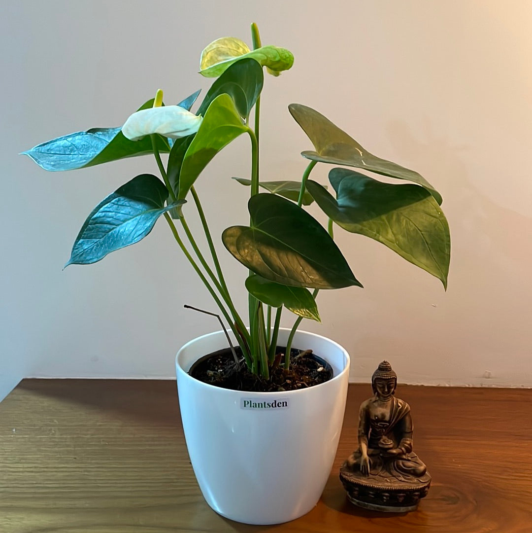 Anthurium White plant in 4 inch pot