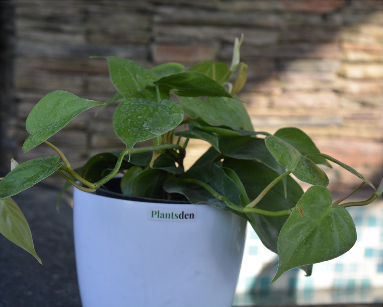 Philodendron Scandens green