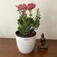 Kalanchoe plant (assorted color) in 3inch pot