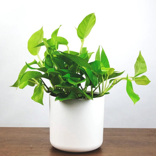 Money plant golden