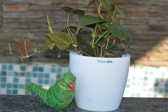 money plant philodendron Philodendron Micans (Money plant black) in 4inch pot – Plantsden