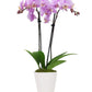 Phalaenopsis orchid with blooms