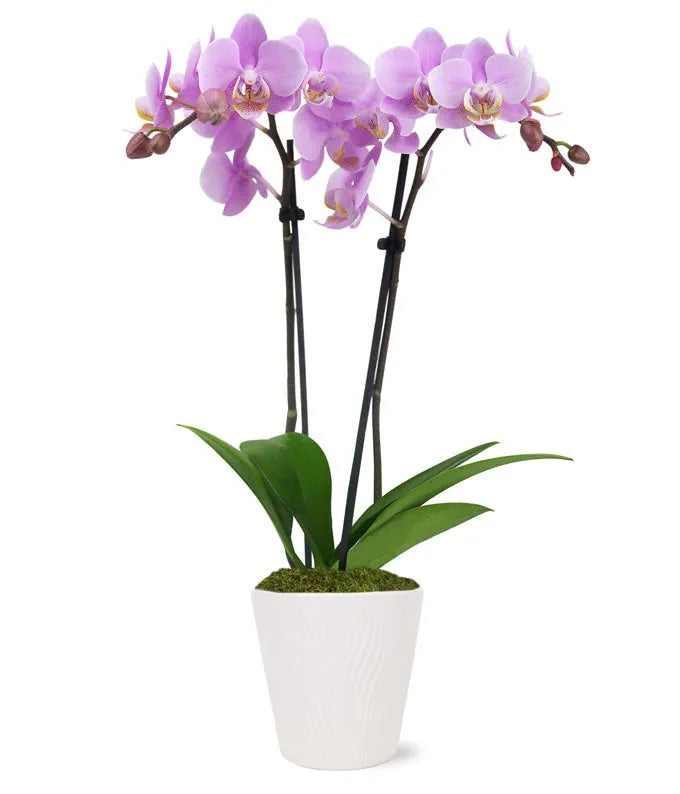 Phalaenopsis orchid with blooms