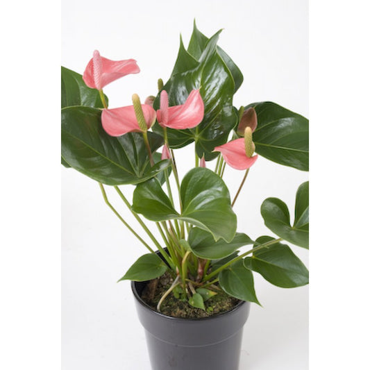Anthurium pink plant in 5 inch pot