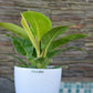 Philodendron Gold