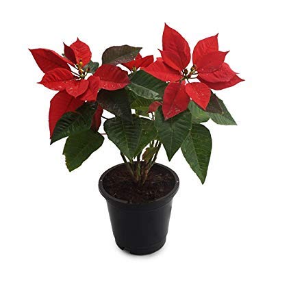Red Poinsettia Plant (Christmas Flower)