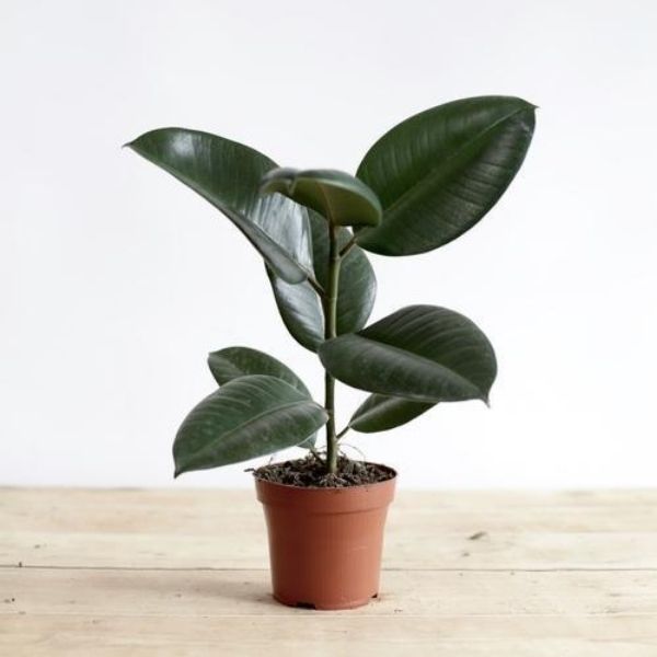 Rubber Plant in 6inch pot