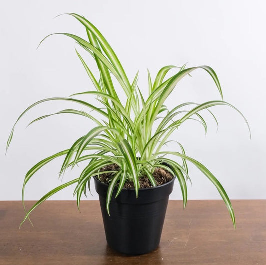 Spider Plant