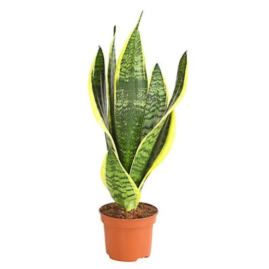 Snake plant variegated in 5inch pot