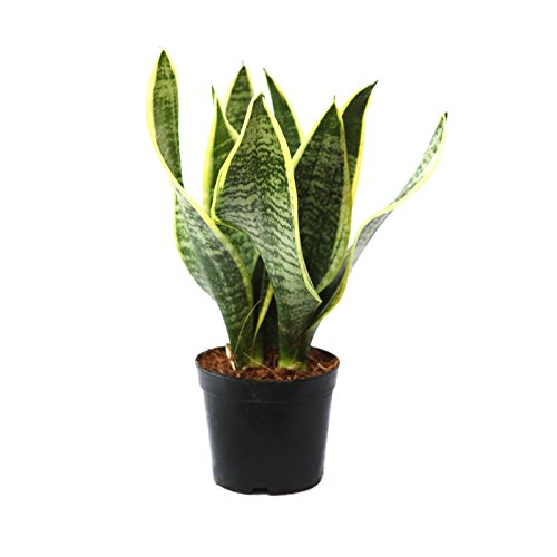 Snake plant variegated small in 4inch pot