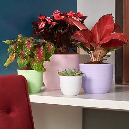 Verona planter (Assorted colour) - Set of 3